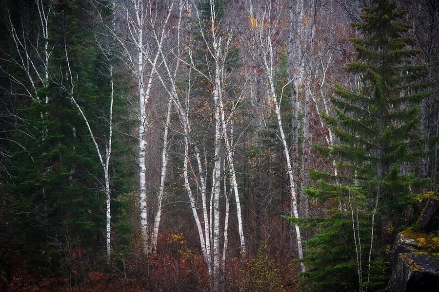 At thr bottom of high falls on a foggy fall morning