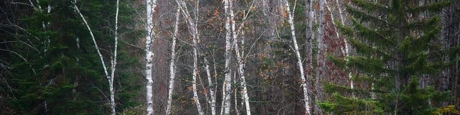 At thr bottom of high falls on a foggy fall morning
