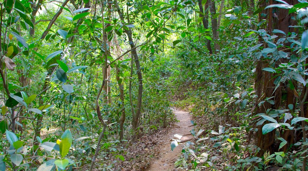 Arambol Sweet Water Lake featuring rainforest