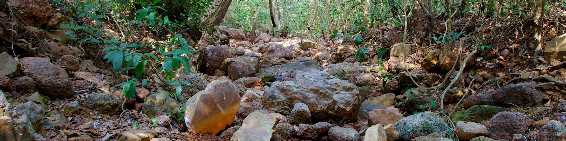 Arambol Sweet Water Lake featuring rainforest and a river or creek