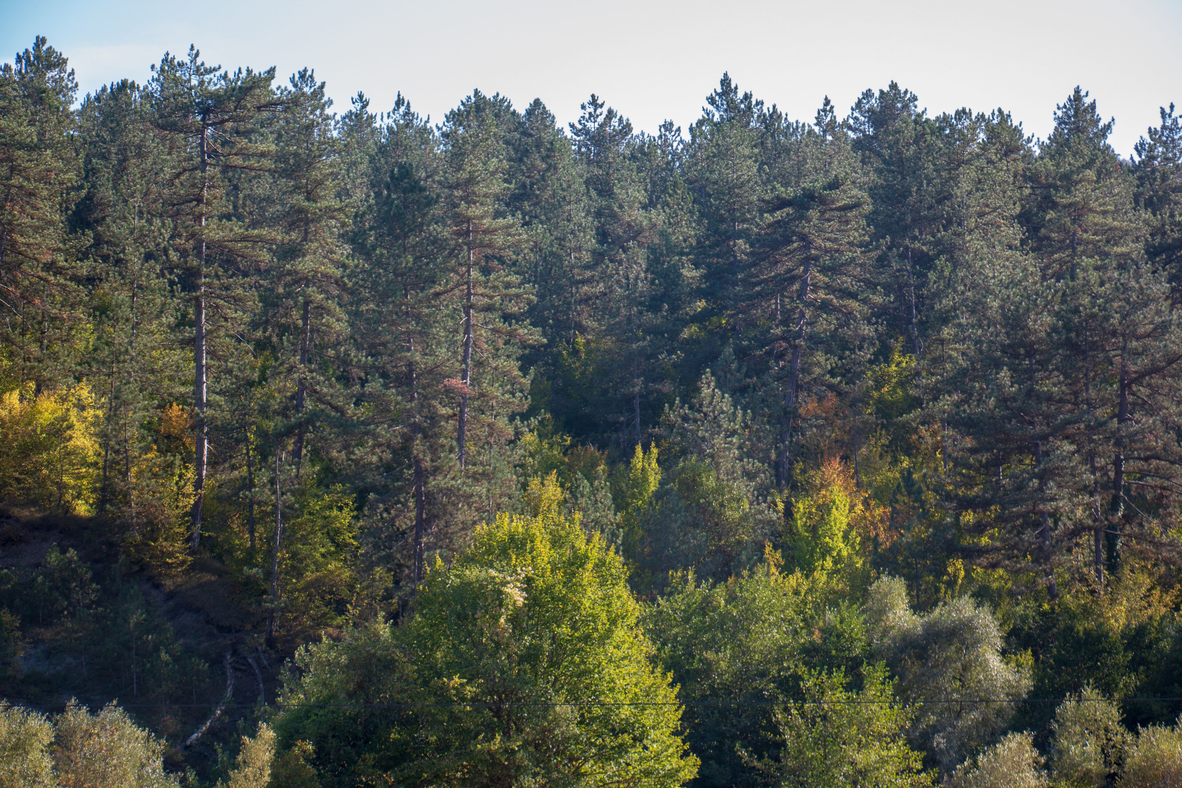 A dense forest with tall evergreen trees and a variety of underbrush.