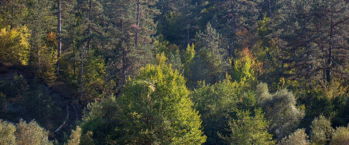 A dense forest with tall evergreen trees and a variety of underbrush.