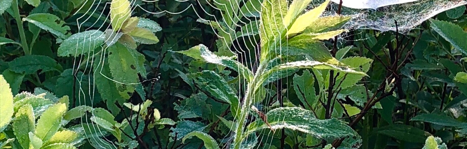 Morning dew on spiders webs. The field at the Robert Frost Interpretive Trail was full of them the morning I went. I sat on one of them benches and watched/listened to the birds. A very pleasant way to start the day.
