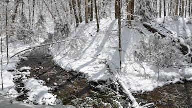 A snow-covered forest with a stream running through it.