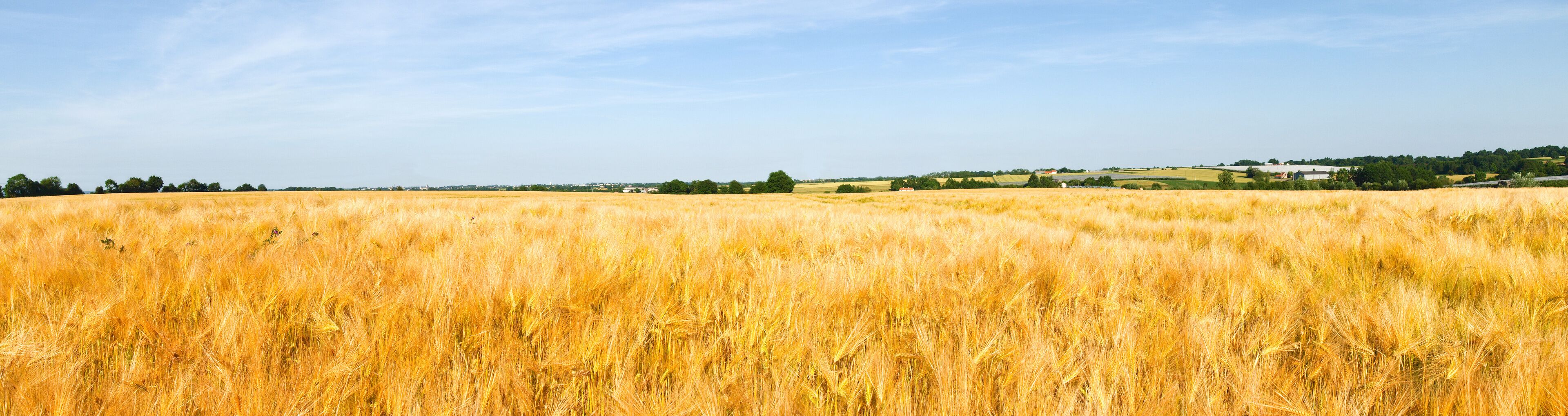 A golden wheat field with a clear sky and distant buildings.
