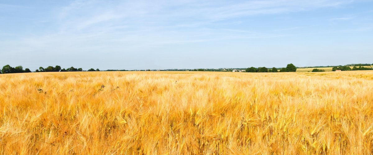 A golden wheat field with a clear sky and distant buildings.