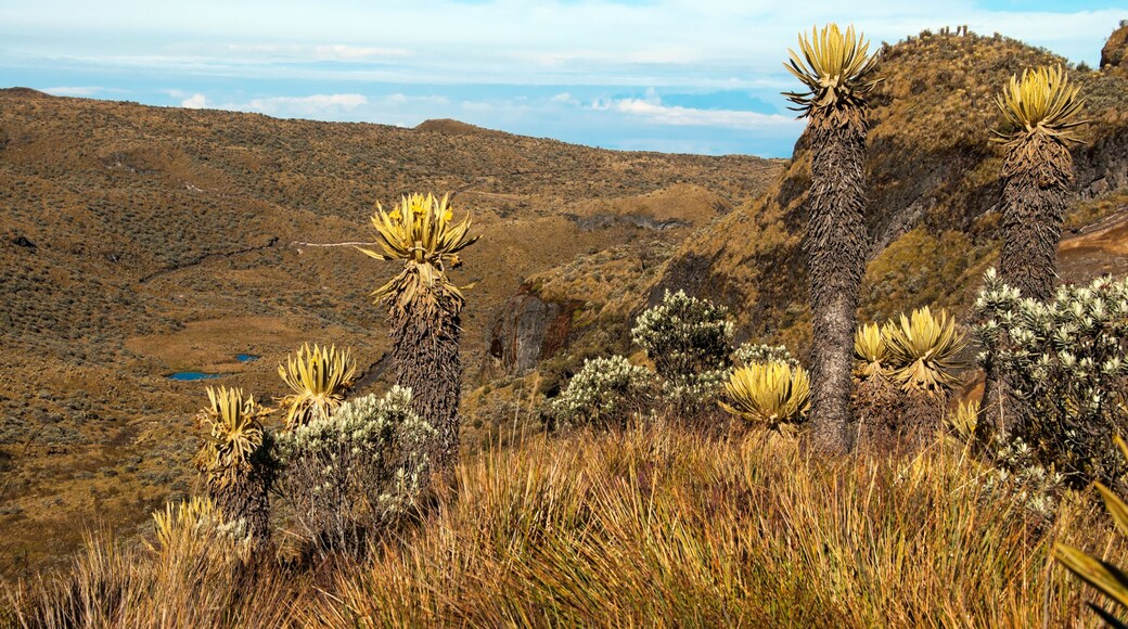 Landscape in Nevado del Ruiz with various espeletia plants