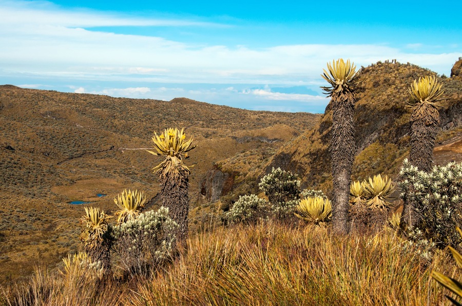 Landscape in Nevado del Ruiz with various espeletia plants