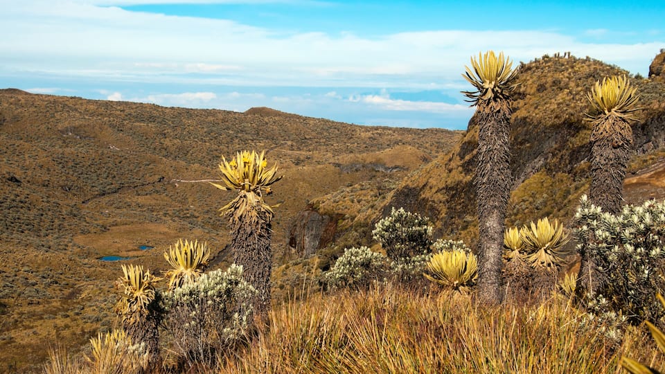 A desert landscape with tall yucca plants and sparse vegetation.