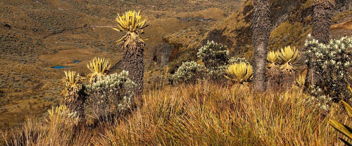 A desert landscape with tall yucca plants and sparse vegetation.