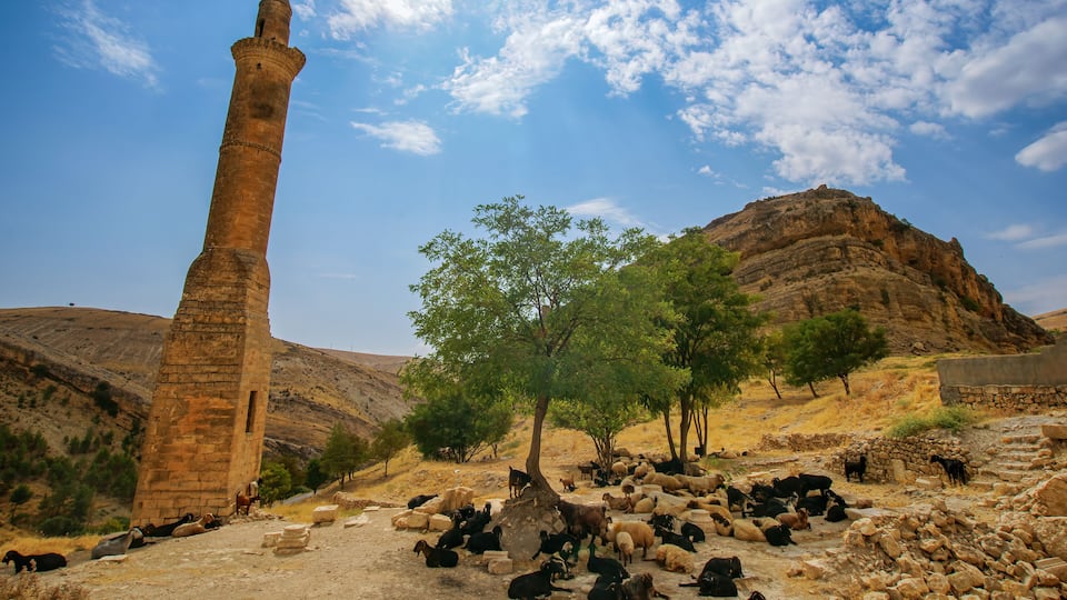 A stone tower, a tree, and a herd of sheep in a hilly landscape.