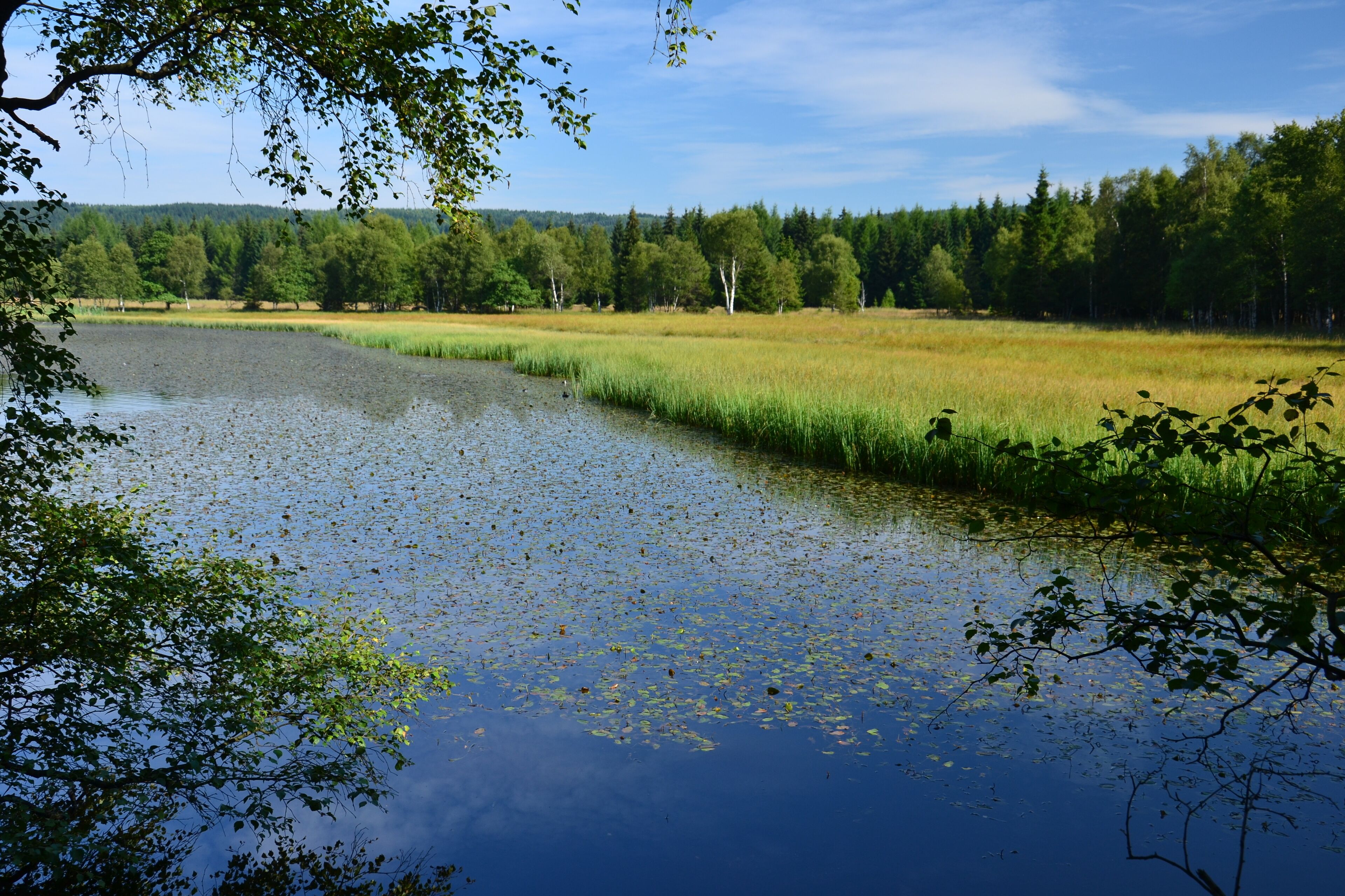 PP Na Loučkách II - Starý rybník