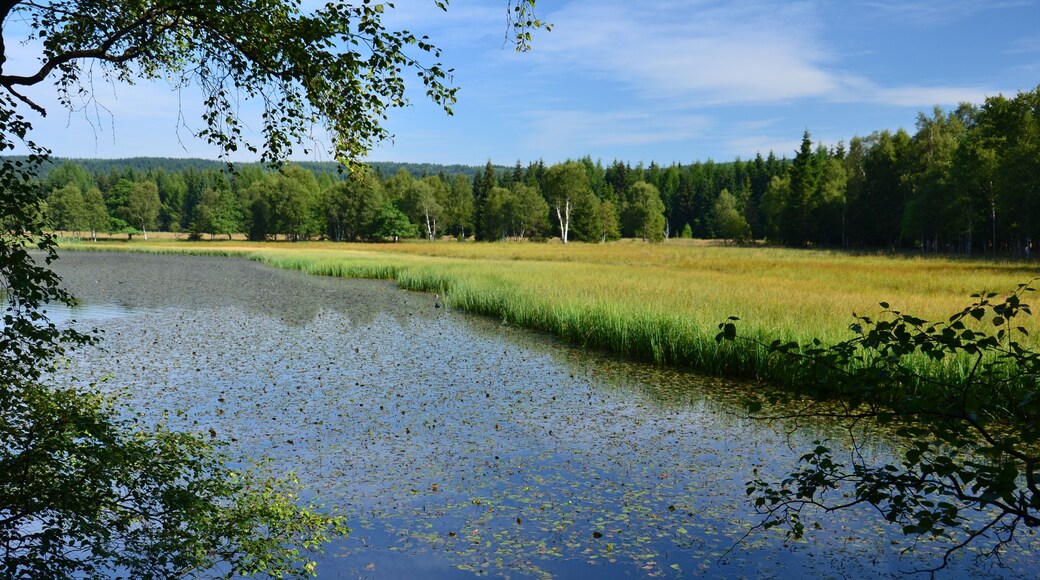PP Na Loučkách II - Starý rybník
