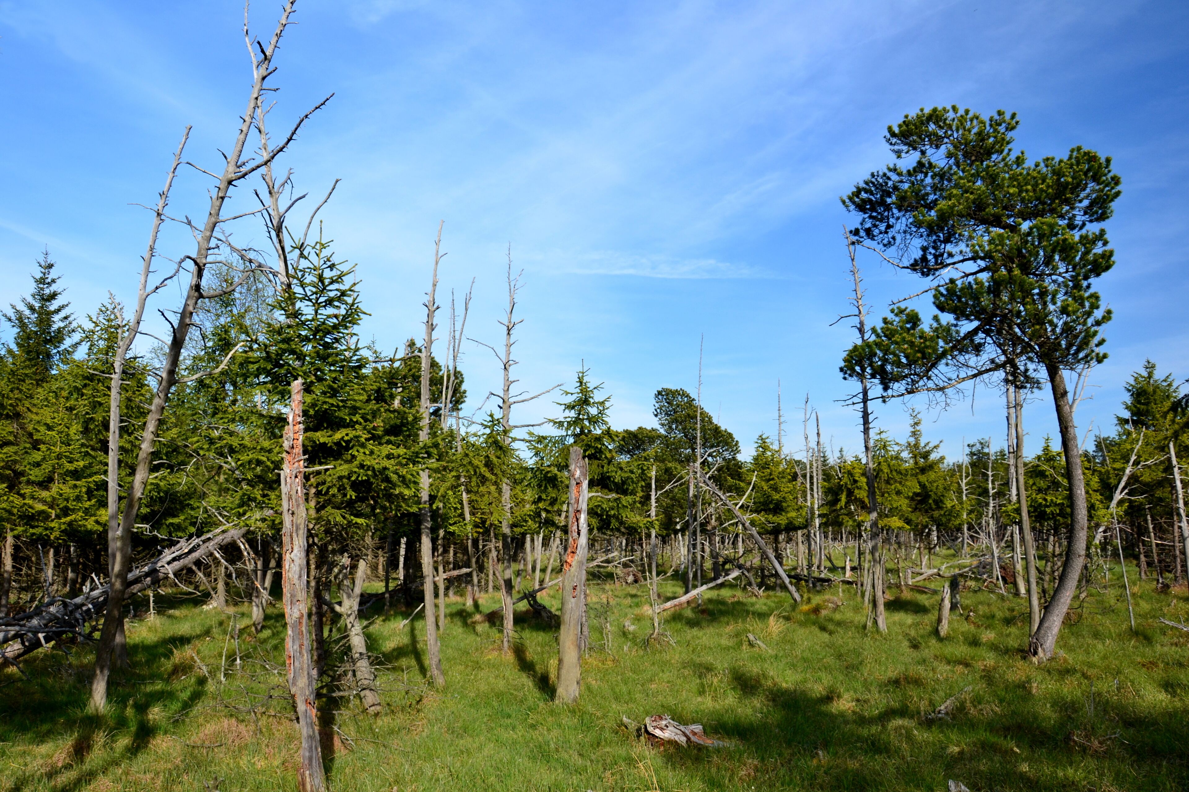 Severní část rašeliniště s borovicí blatkou