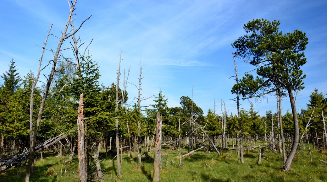 Severní část rašeliniště s borovicí blatkou