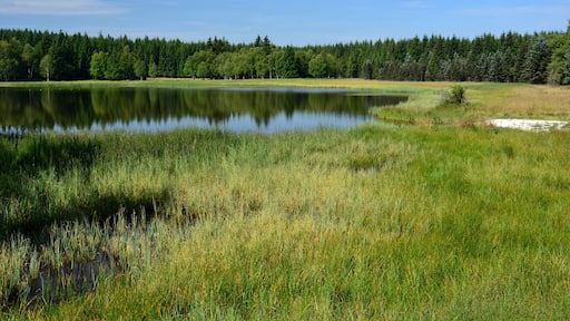 PP Na Loučkách II - Nový rybník