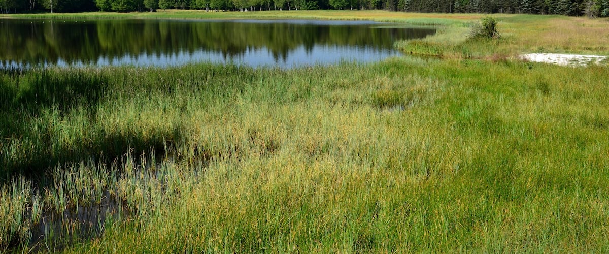 A calm lake surrounded by dense forest and grassy fields.