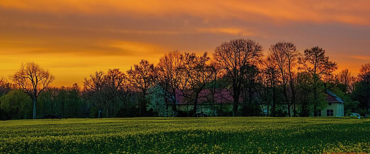 A sunset over a field of yellow flowers with trees and a house in the background.