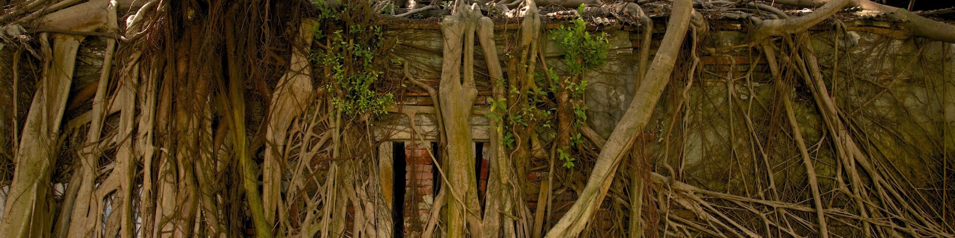 Anping Tree House