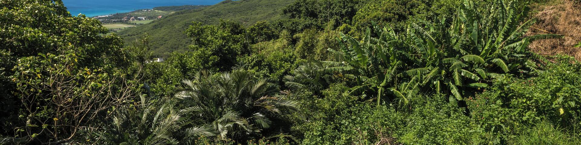 A lush green landscape with dense vegetation, a prominent mountain, and a view of the ocean.