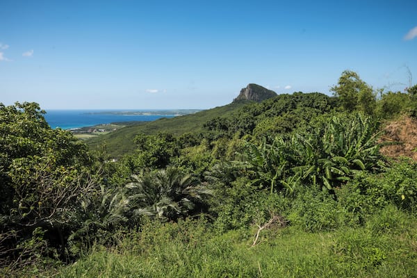 A lush green landscape with dense vegetation, a prominent mountain, and a view of the ocean.