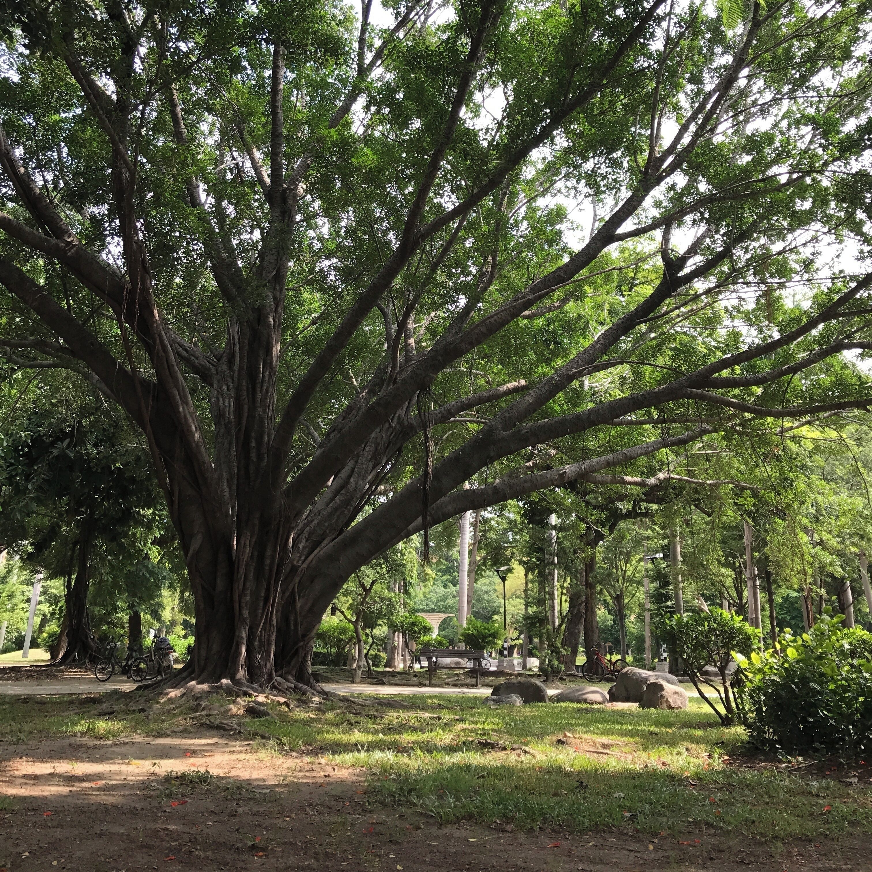 I wonder how old these tree are and the stories they could tell
#ginnysjournal #farfromhome #Taiwanseries