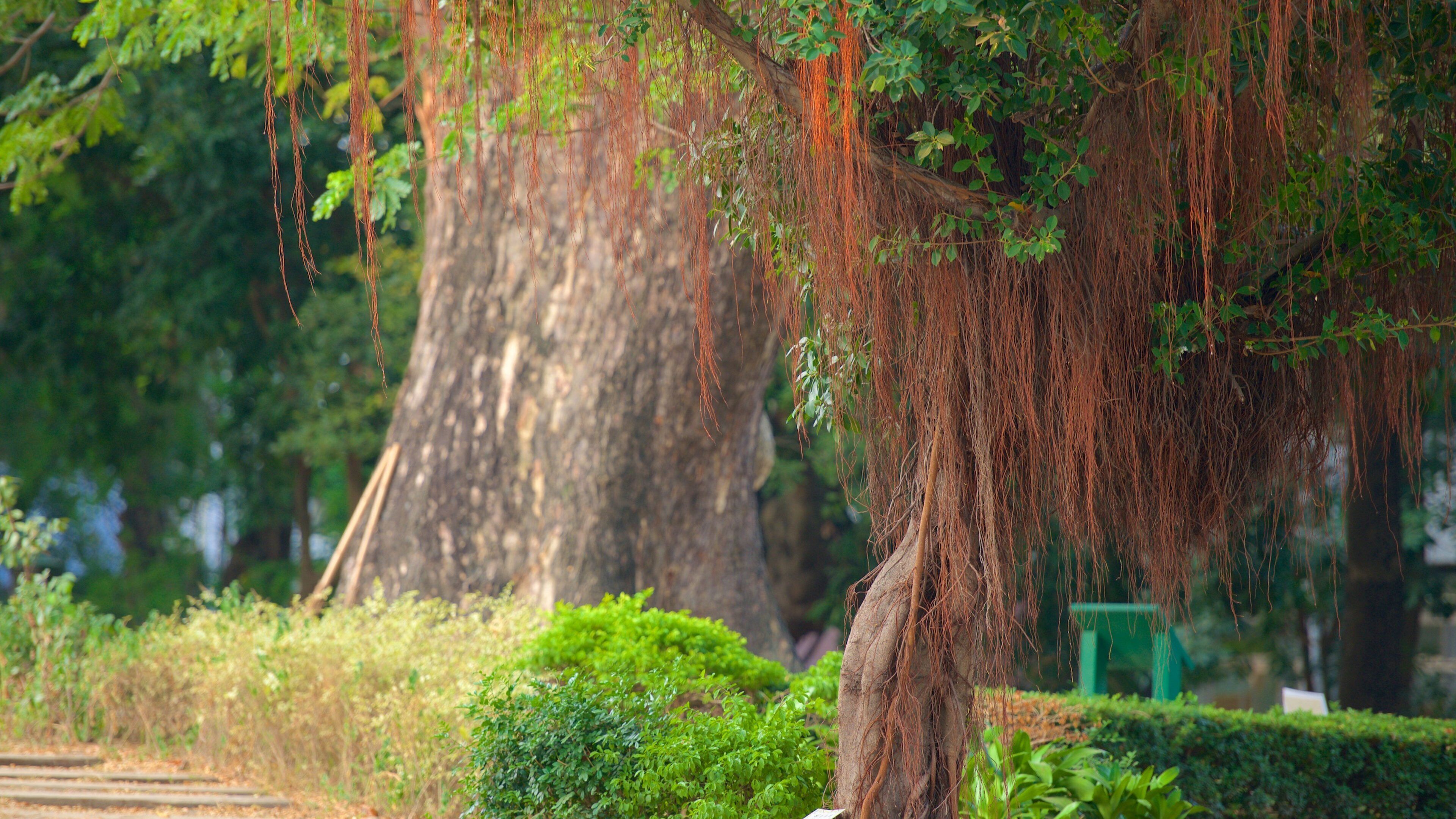 Parque de Tainan ofreciendo jardín