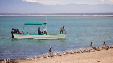 El Sargento featuring boating, a sandy beach and bird life