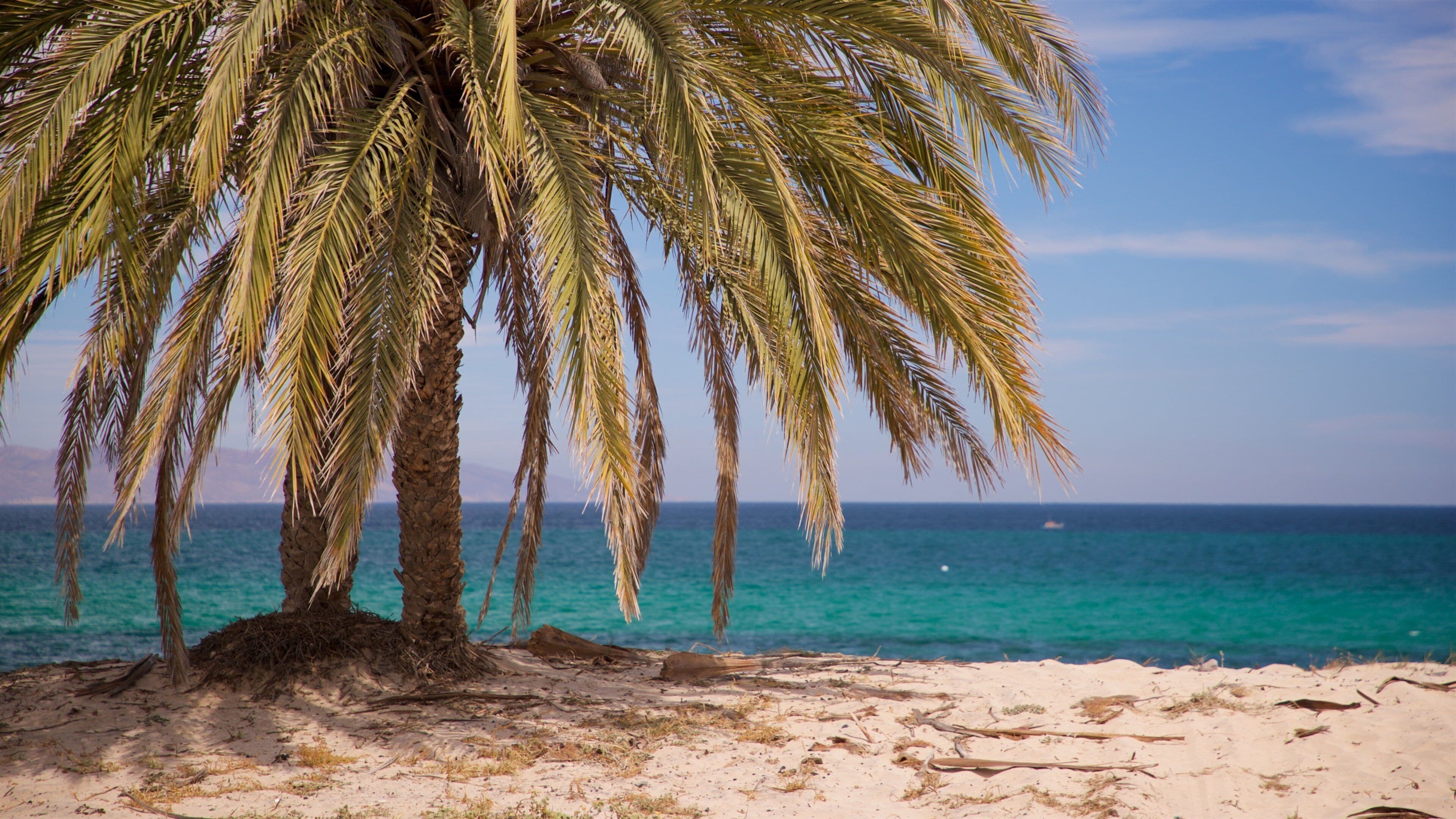 A beach with a palm tree and turquoise sea.
