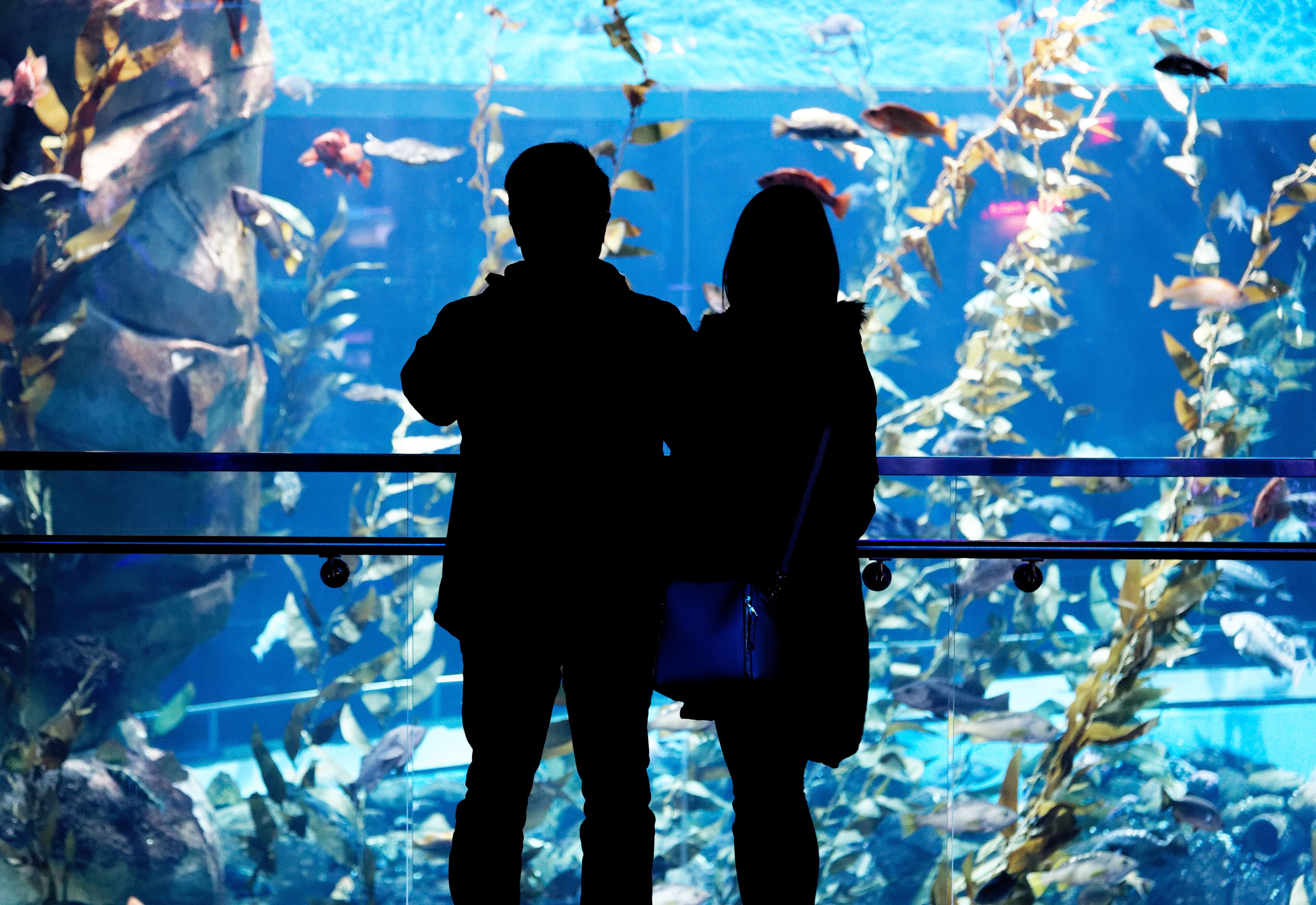People looking into the Pacific Kelp tank inside Ripley's Aquarium of Canada, Toronto, Ontario