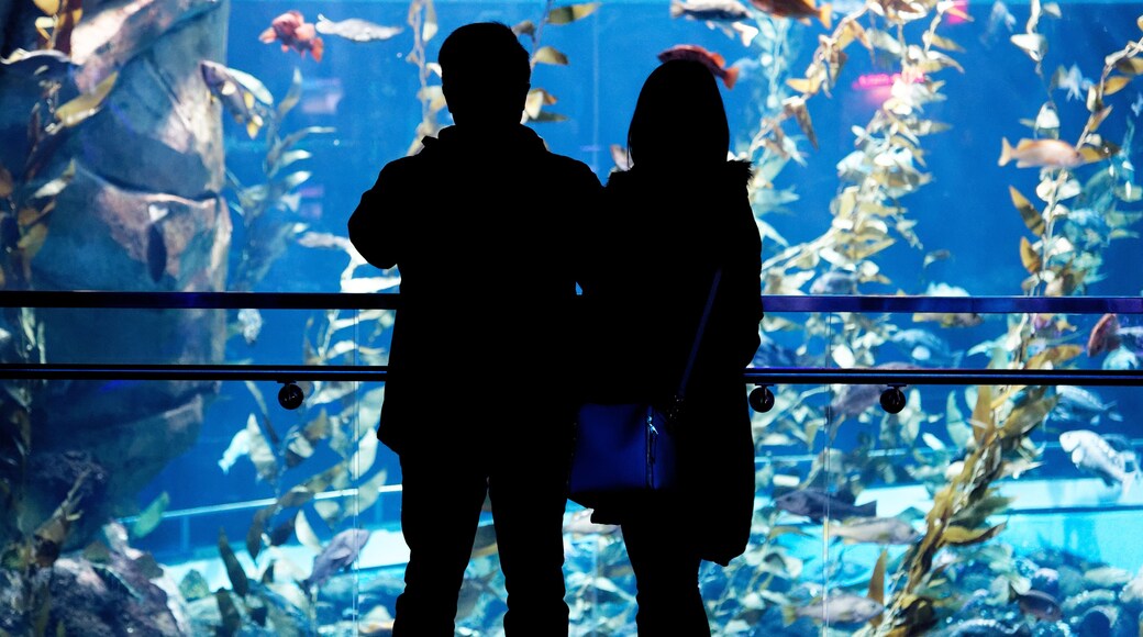 Ripley's Aquarium of Canada