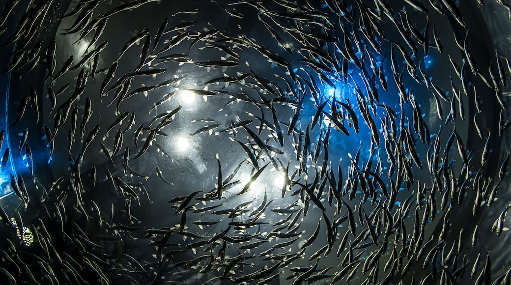 Ripley's Aquarium of Canada