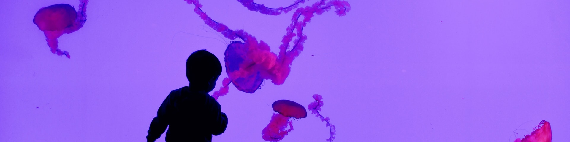 Un enfant observe des méduses dans un aquarium.