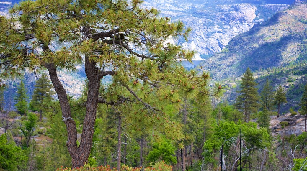 Lac Hetch Hetchy mettant en vedette forĂȘts