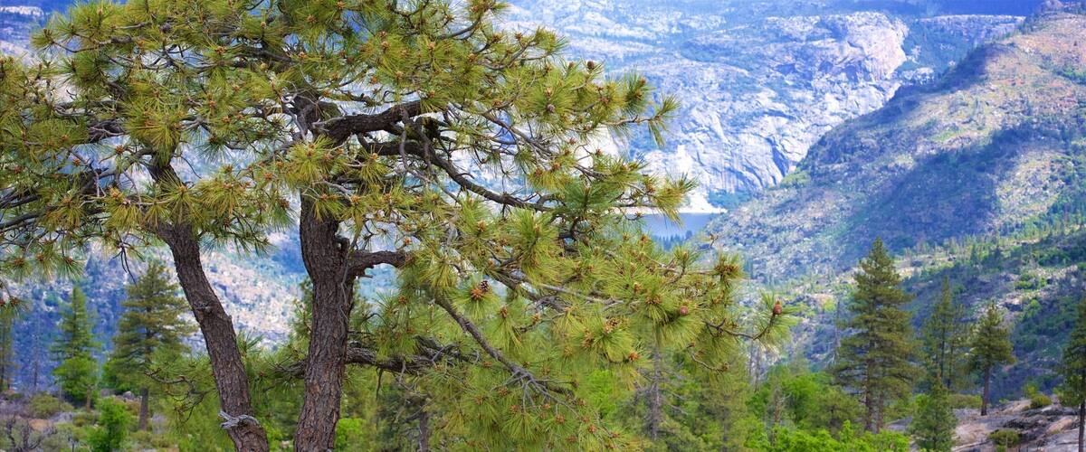 A pine tree with green needles and pine cones, set against a mountainous landscape with a clear sky.