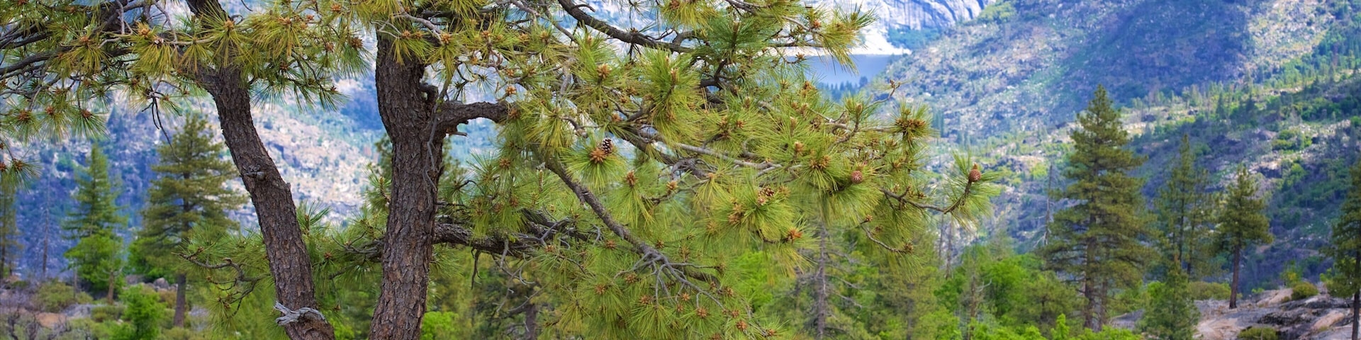 A pine tree with green needles and pine cones, set against a mountainous landscape with a clear sky.