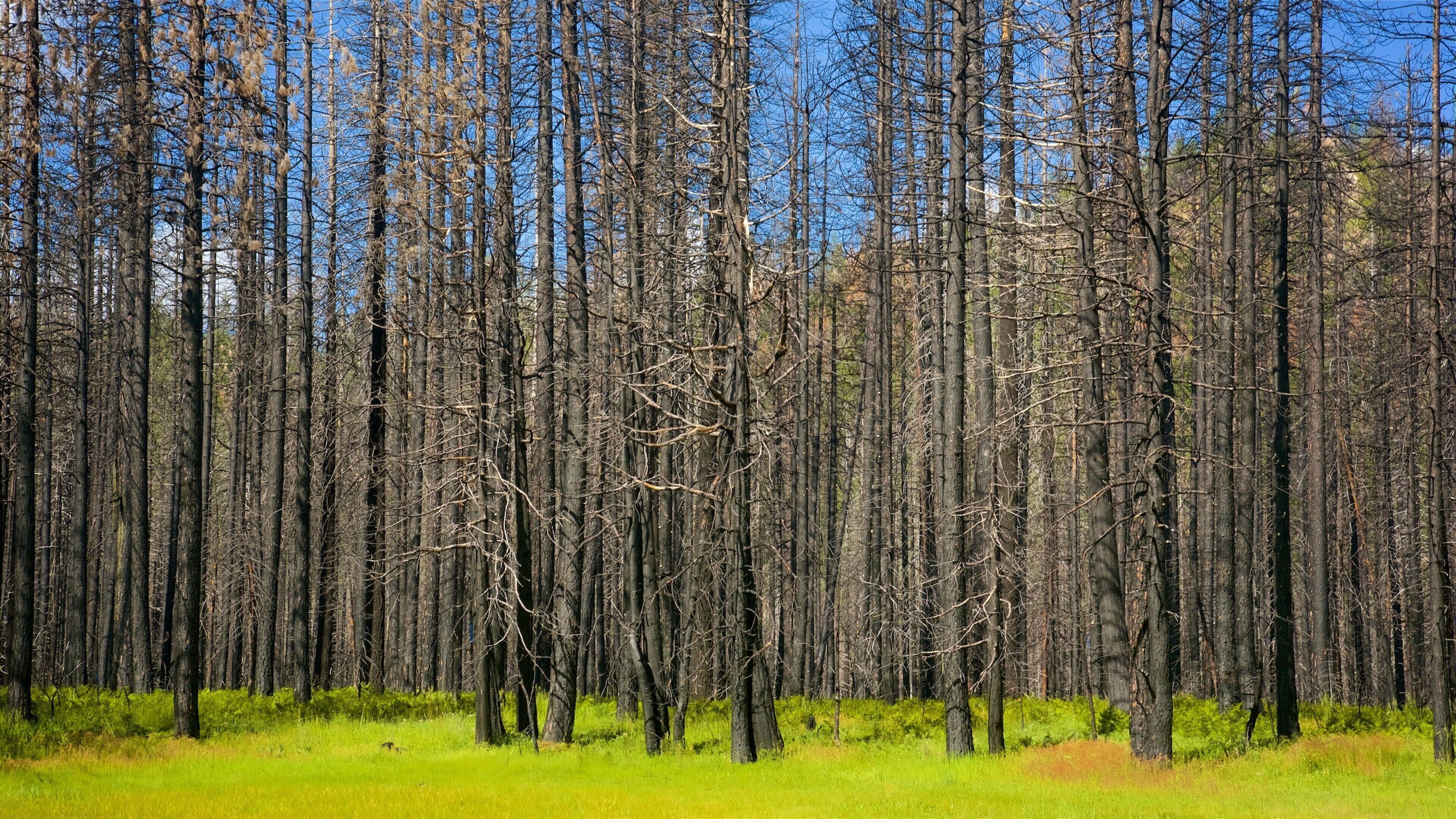 Lac Hetch Hetchy mettant en vedette forêts