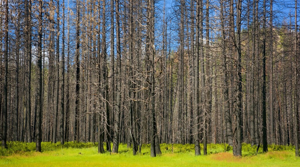Lac Hetch Hetchy mettant en vedette forĂȘts
