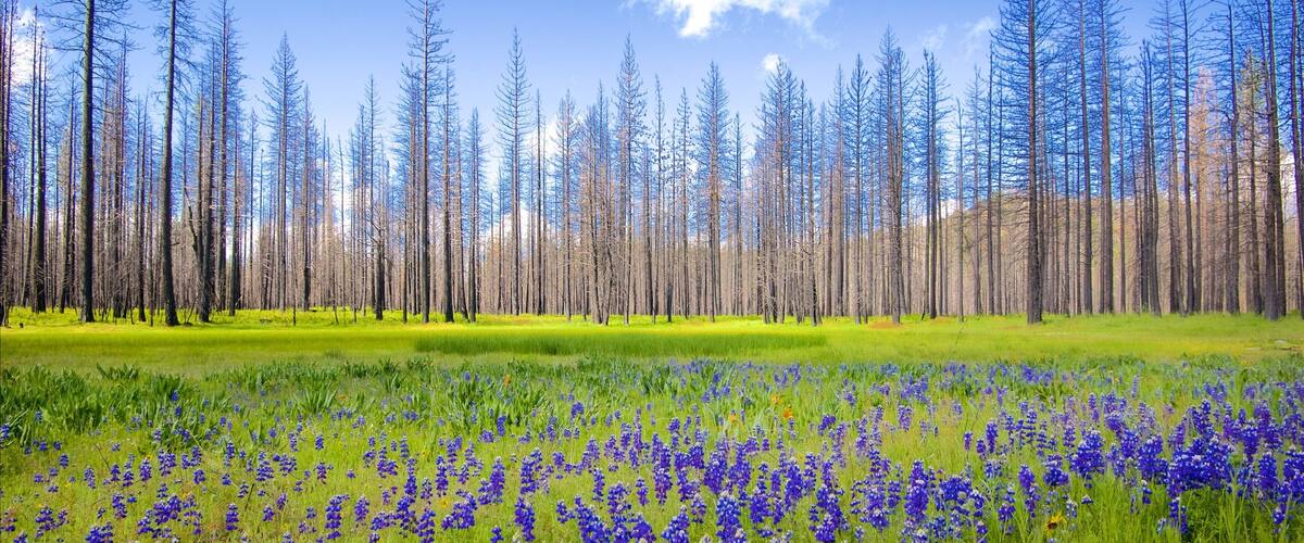 Lac Hetch Hetchy qui includes scènes forestières, fleurs sauvages et scènes tranquilles