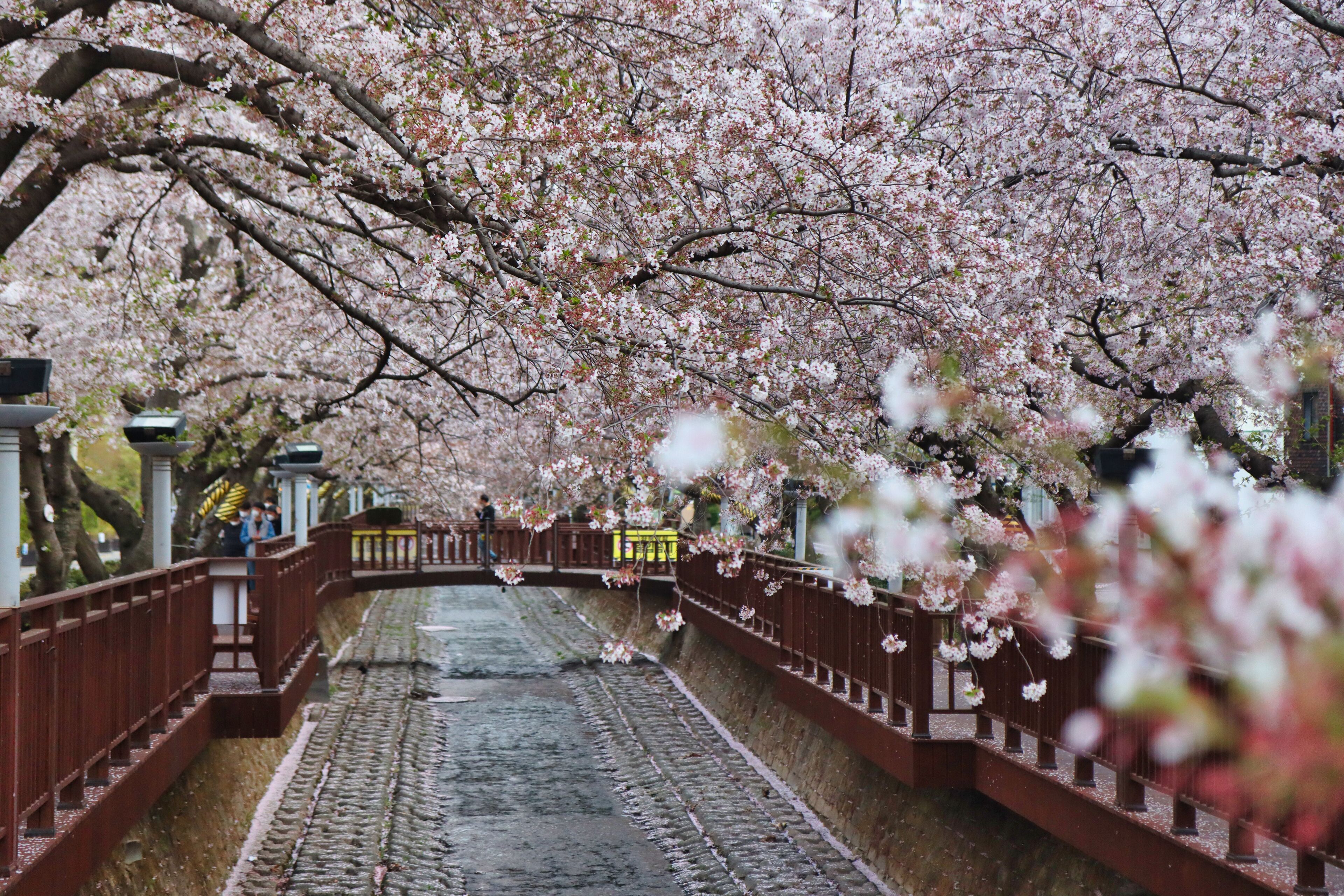 Scenery of yeojwacheon Stream in jinhae, Changwon, Gyeongnam, South Korea, Asia