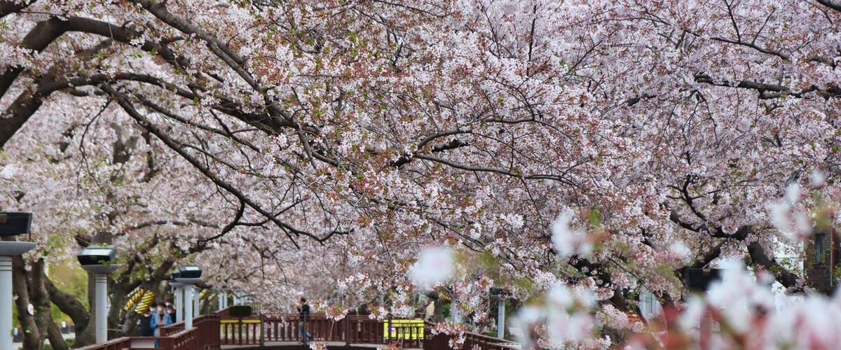 Scenery of yeojwacheon Stream in jinhae, Changwon, Gyeongnam, South Korea, Asia