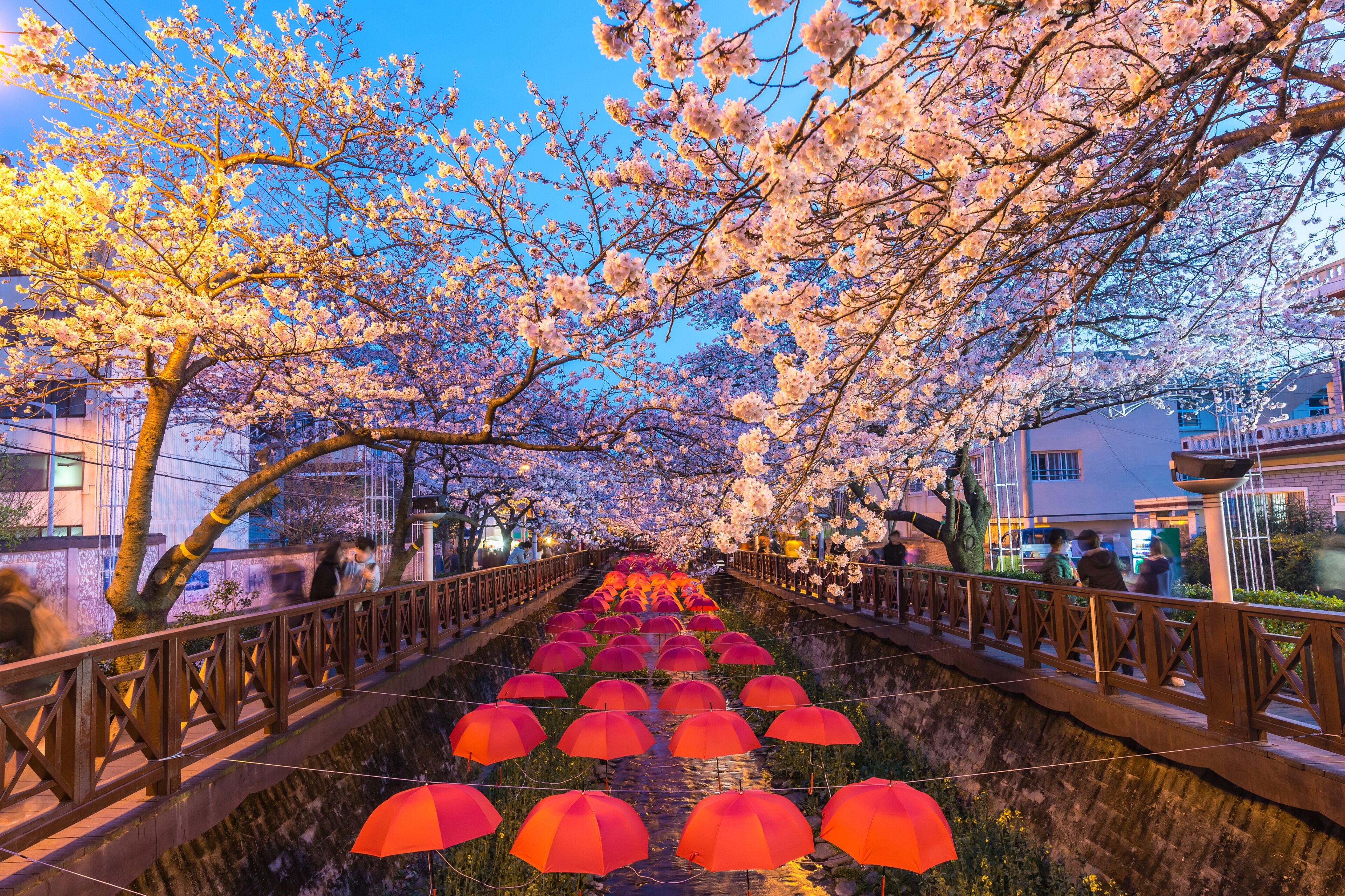 Spring Cherry blossom festival at Yeojwacheon Stream at night, Jinhae, South Korea