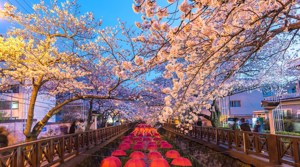 Spring Cherry blossom festival at Yeojwacheon Stream at night, Jinhae, South Korea