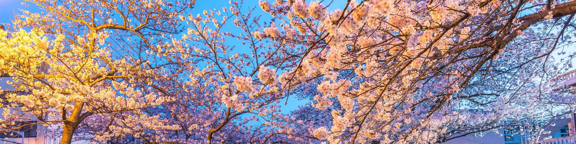 Spring Cherry blossom festival at Yeojwacheon Stream at night, Jinhae, South Korea