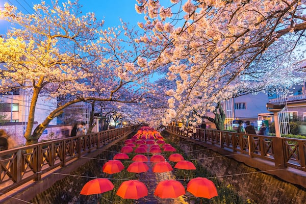 Spring Cherry blossom festival at Yeojwacheon Stream at night, Jinhae, South Korea