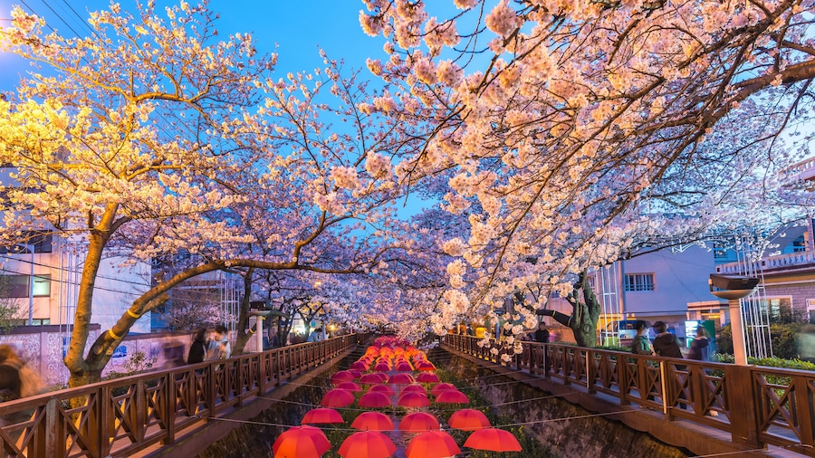 Spring Cherry blossom festival at Yeojwacheon Stream at night, Jinhae, South Korea