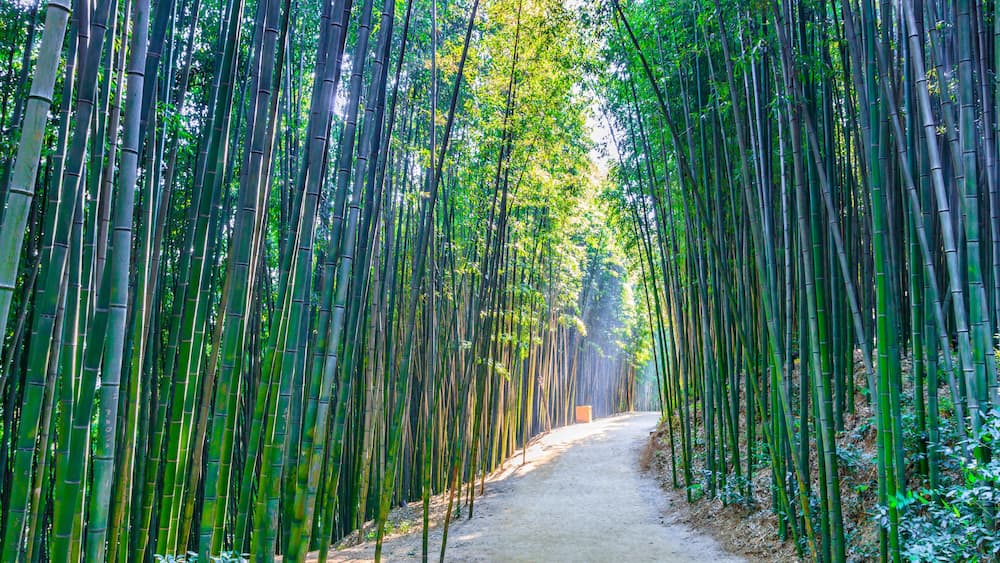Bamboo forest in Damyang, South Korea