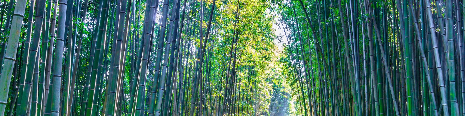 Bamboo forest in Damyang, South Korea