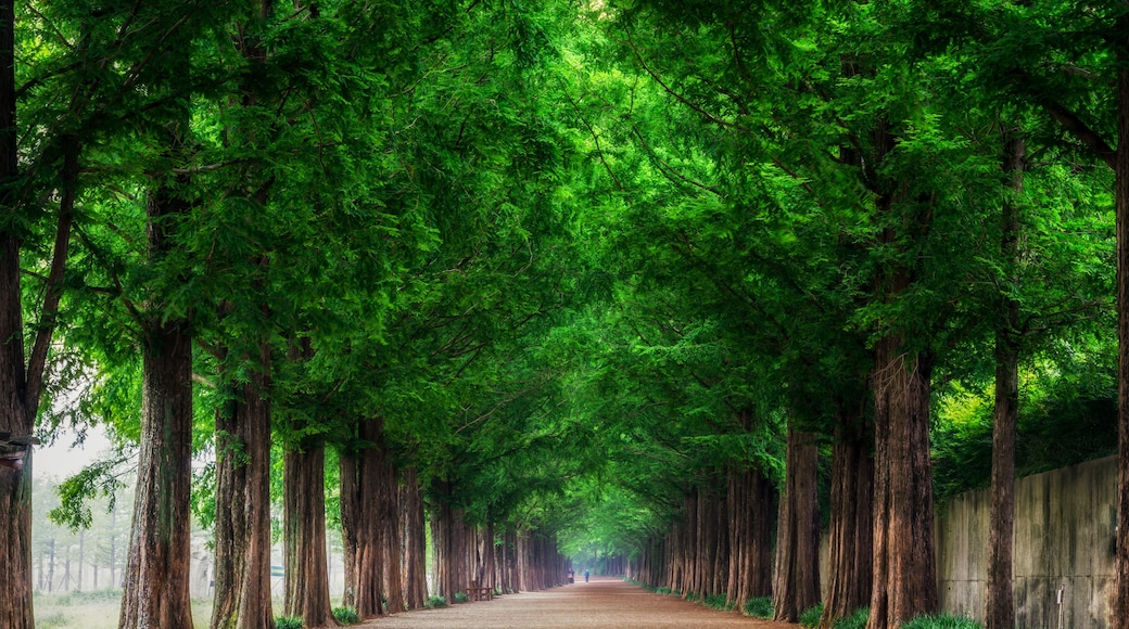Damyang Metasequoia Road in South Korea.