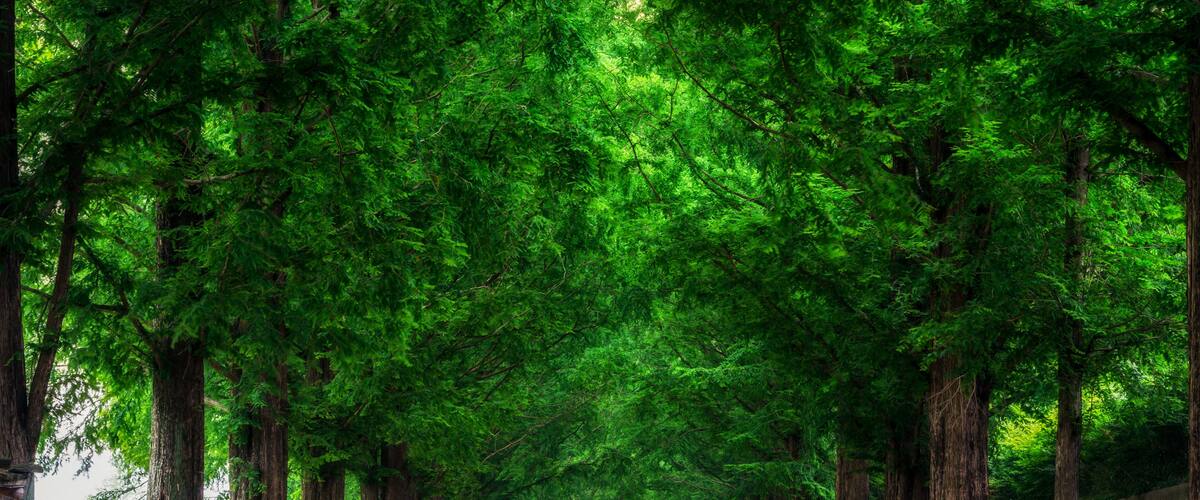 A tree-lined path with tall trees on both sides.